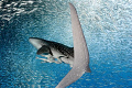   Following young Whale Shark very close sardine baitball. Canon 1022mm twin DS125 strobes. best dive Ive ever had baitball 10-22mm, 1022mm, 10 22mm, DS-125 DS 125 strobes  